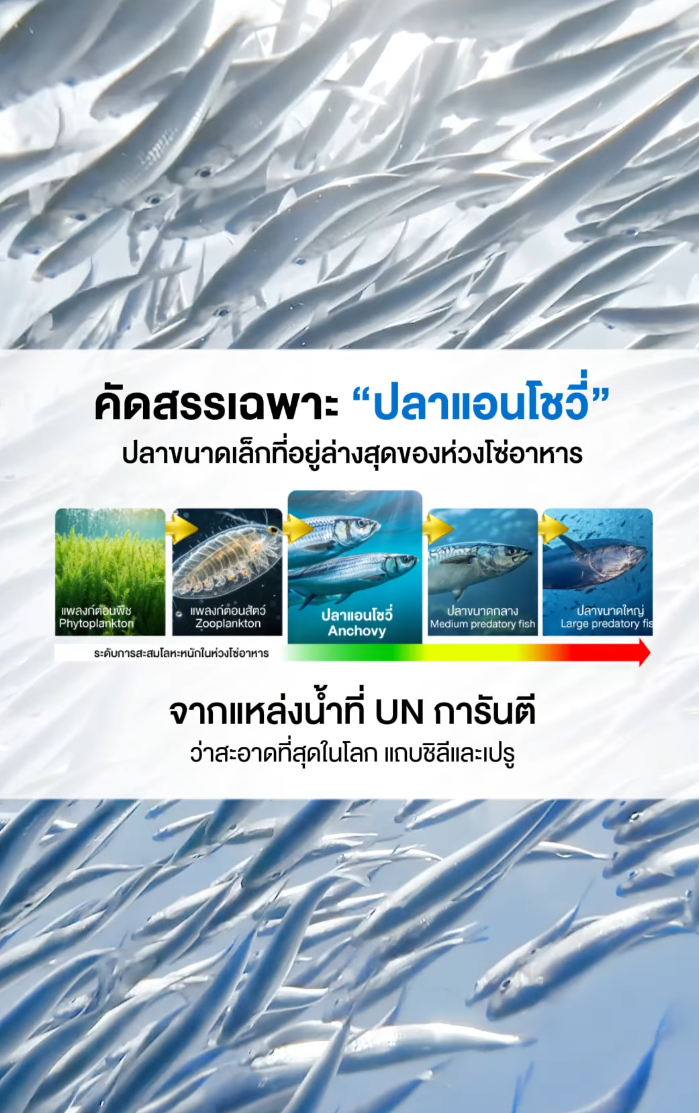 ทำไม Nectapharma
ถึงทำน้ำมันปลาแบบ เม็ดใส ?

เพราะเราเลือกใช้ Golden Omega®
สารสกัดเทรดมาร์ก ที่บริสุทธิ์กว่ามาตรฐานกว่า 100 เท่า
✅ ให้ Omega-3 ถึง 906 mg DHA สูงสุดในท้องตลาด
✅ ผ่านกระบวนการจับ-สกัด-กลั่น ใน 24 ชั่วโมง
✅ เม็ดใส บริสุทธิ์ สามารถบริโภคได้ระยะยาว